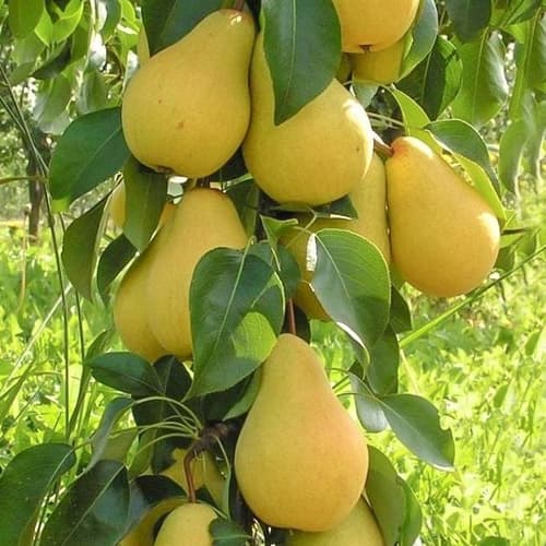 Hrušeň sloupovitá Decora, С2 obrázek 1 artikel 1905