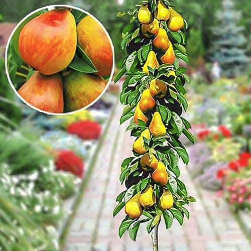 Hrušeň sloupovitá raná obrázek 1 artikel 1904