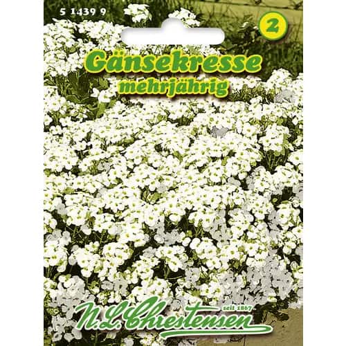 Huseník kavkazský obrázek 1 artikel 96402