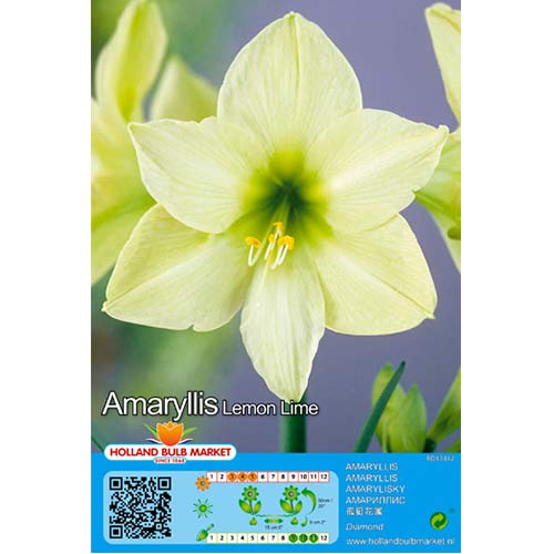 Hvězdník (Amaryllis) Lemon Lime artikel fotografie 1 Hvězdník (Amaryllis) Lemon Lime obrázek 1 artikel 76009