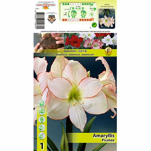 Hvězdník (Amaryllis) Picotee artikel fotografie 1 Hvězdník (Amaryllis) Picotee obrázek 1 artikel 76013