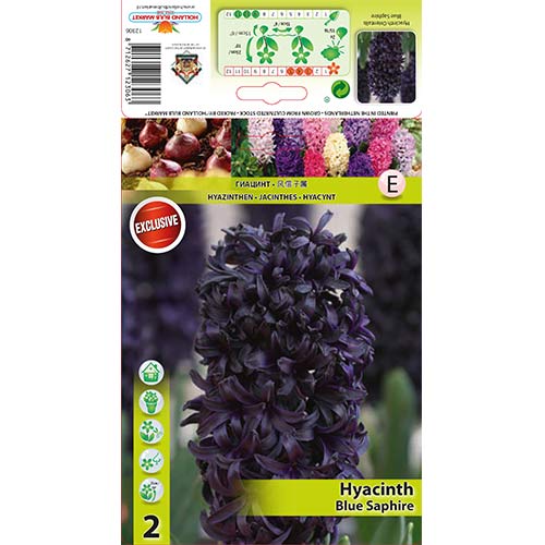 Hyacint Blue Saphire obrázek 1 artikel 67358