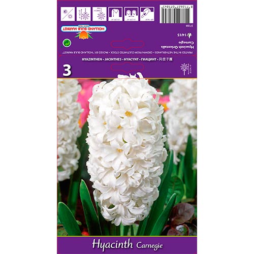 Hyacint Carnegie artikel fotografie 1 Hyacint Carnegie obrázek 1 artikel 67587