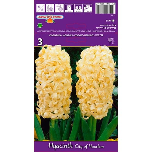 Hyacint City of Haarlem obrázek 1 artikel 67594