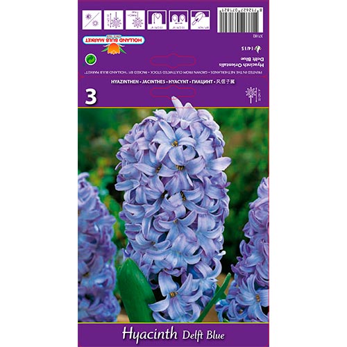 Hyacint Delft Blue artikel fotografie 1 Hyacint Delft Blue obrázek 1 artikel 67359