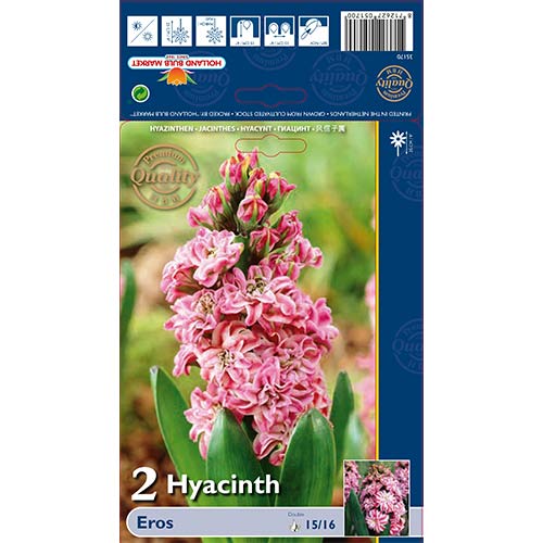 Hyacint Double Eros obrázek 1 artikel 67591