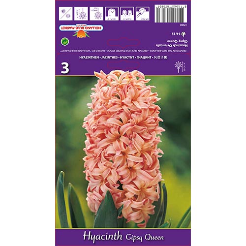 Hyacint Gipsy Queen obrázek 1 artikel 67585