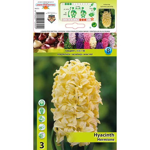 Hyacint Hermione artikel fotografie 1 Hyacint Hermione obrázek 1 artikel 70271