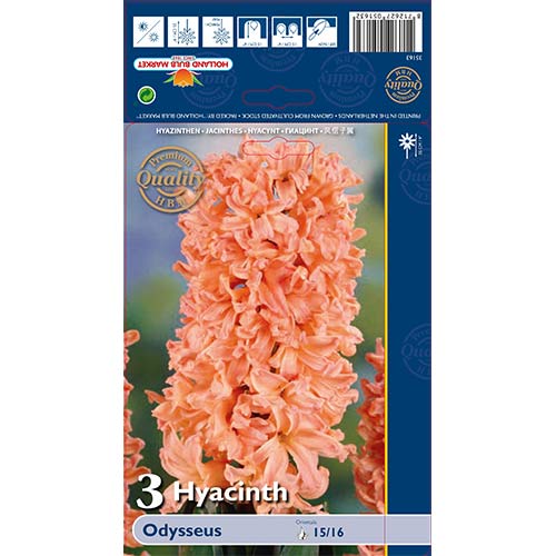 Hyacint Odysseus artikel fotografie 1 Hyacint Odysseus obrázek 1 artikel 68010