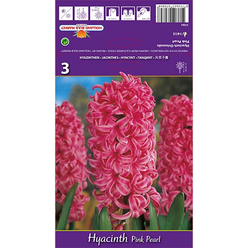 Hyacint Pink Pearl obrázek 1 artikel 67365