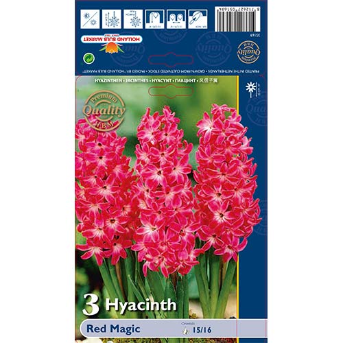 Hyacint Red Magic obrázek 1 artikel 67593