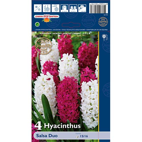 Hyacint Salsa Duo, mix obrázek 1 artikel 68011