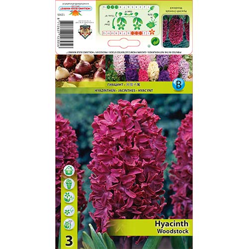 Hyacint Woodstock artikel fotografie 1 Hyacint Woodstock obrázek 1 artikel 67584