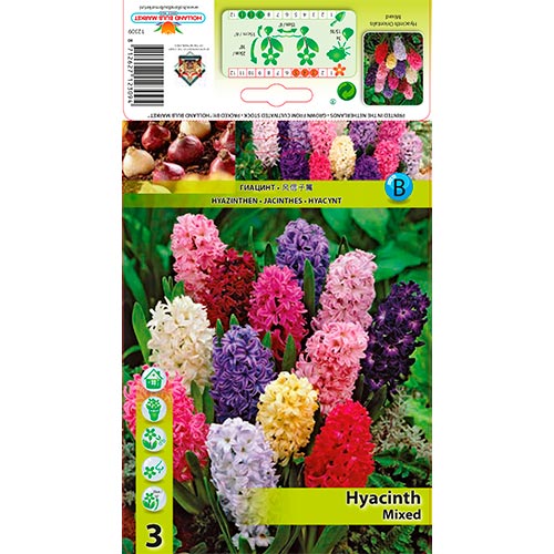 Hyacint východní, mix artikel fotografie 1 Hyacint východní, mix obrázek 1 artikel 68057