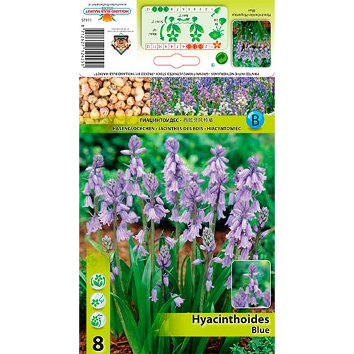Hyacintovec Blue artikel fotografie 1 Hyacintovec Blue obrázek 1 artikel 67367