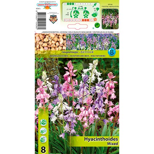 Hyacintovec, mix artikel fotografie 1 Hyacintovec, mix obrázek 1 artikel 67368