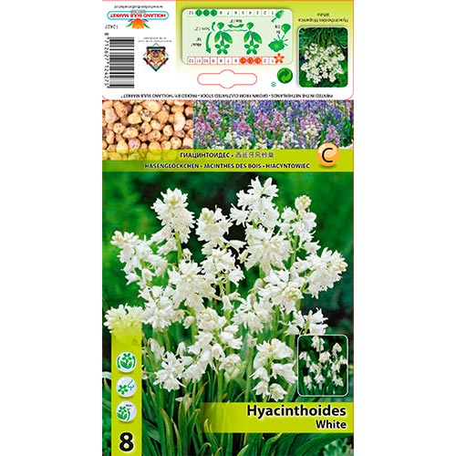 Hyacintovec White obrázek 1 artikel 67370
