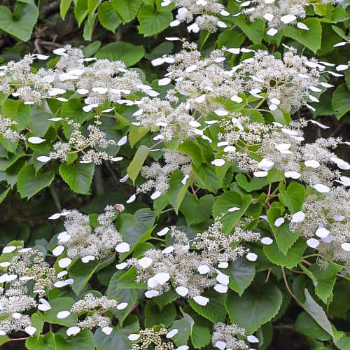 Hydrangea hydr. Moonlight, С2 artikel fotografie 1 Hydrangea hydr. Moonlight, С2 obrázek 1 artikel 7776