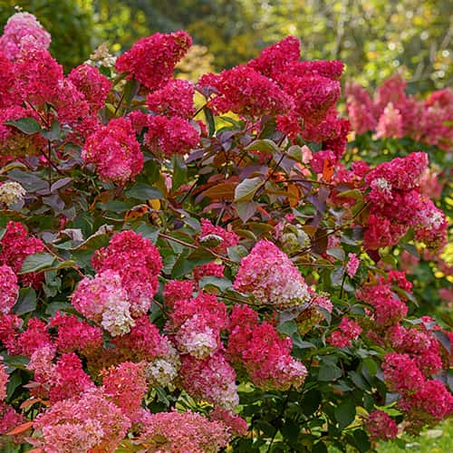 Hydrangea panic. Petite Flori, С2 artikel fotografie 1 Hydrangea panic. Petite Flori, С2 obrázek 1 artikel 7781