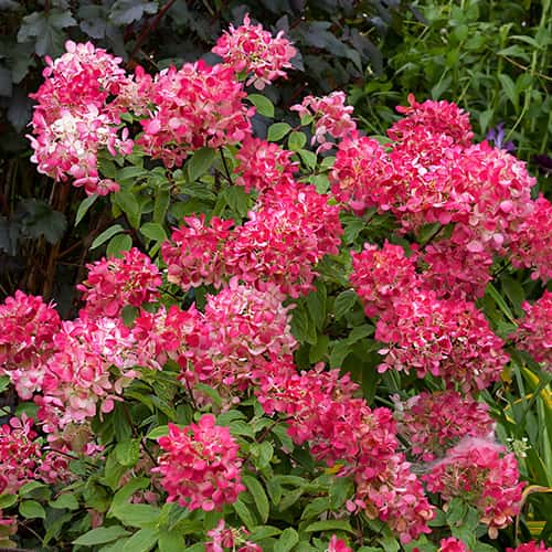 Hydrangea panic.Diamant Rouge Rendia, С2 artikel fotografie 1 Hydrangea panic.Diamant Rouge Rendia, С2 obrázek 1 artikel 7778
