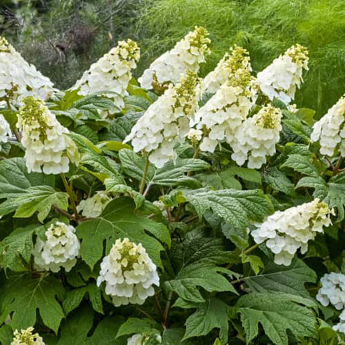 Hydrangea querc. Ice Crystal, С2 artikel fotografie 1 Hydrangea querc. Ice Crystal, С2 obrázek 1 artikel 7784