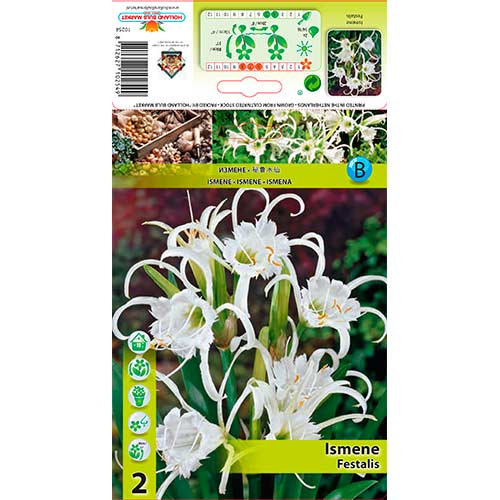 Hymenocallils Festalis obrázek 1 artikel 76294