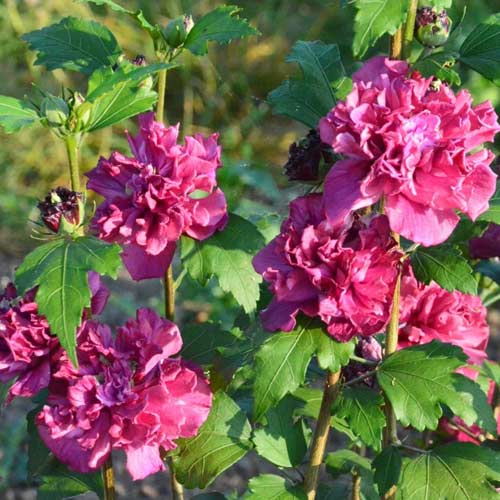 Ibišek French Cabaret Red obrázek 1 artikel 5603