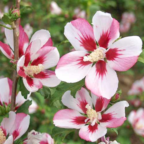 Ibišek Hamabo obrázek 1 artikel 4045