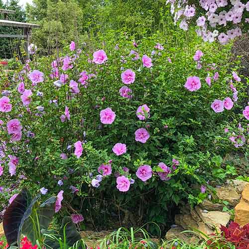 Ibišek Lavander Chiffon obrázek 1 artikel 5604