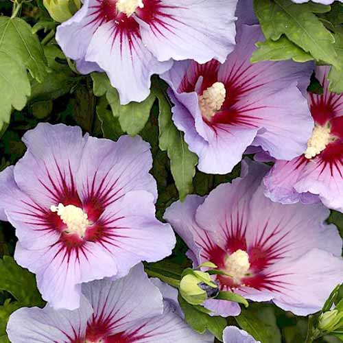 Ibišek Marina obrázek 1 artikel 4723