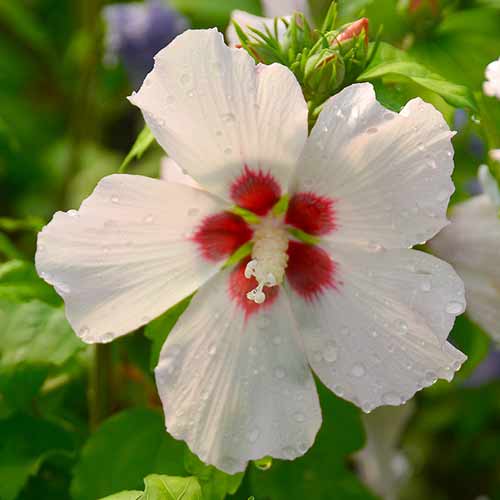 Ibišek Mathilde obrázek 1 artikel 4724