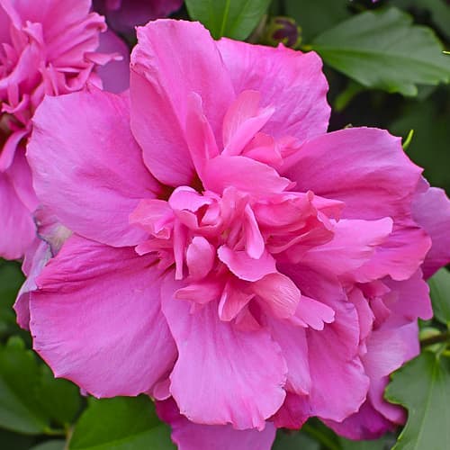 Ibišek Sanchoyo, С2 artikel fotografie 1 Ibišek Sanchoyo, С2 obrázek 1 artikel 9668