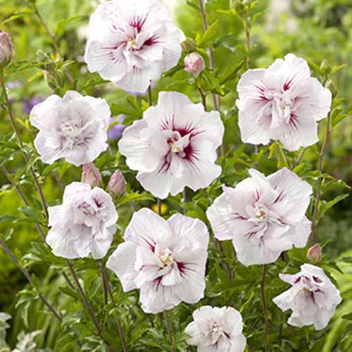 Ibišek syrský China Chiffen obrázek 1 artikel 77811