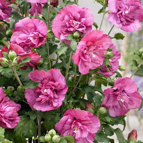 Ibišek syrský Magenta Chiffon obrázek 1 artikel 76643