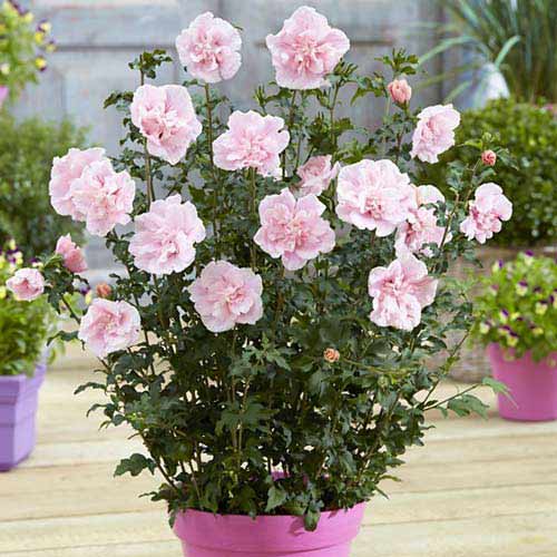 Ibišek syrský Pink Chiffon obrázek 1 artikel 76644