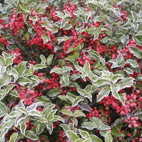 Ilex Blue Princess, C2 obrázek 1 artikel 8551