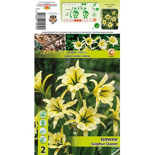 Ismene Sulphur Queen obrázek 1 artikel 77829