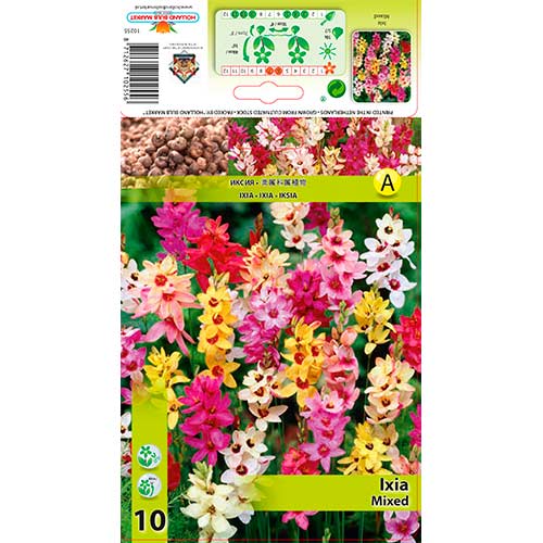 Ixia, směs barev obrázek 1 artikel 76295