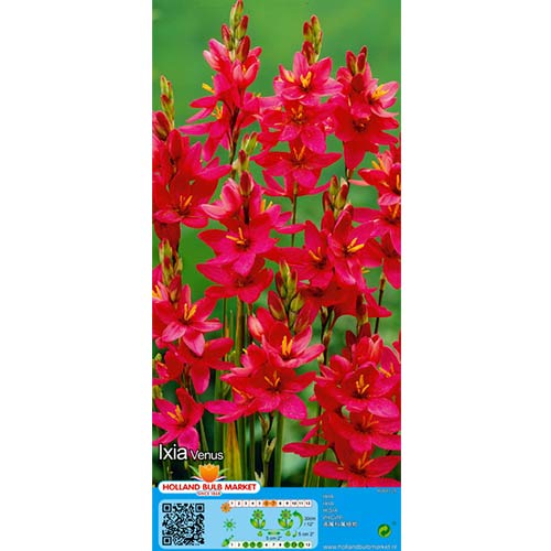 Ixia Venus artikel fotografie 1 Ixia Venus obrázek 1 artikel 76297