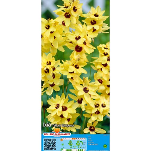 Ixia Yellow Emperor obrázek 1 artikel 76298