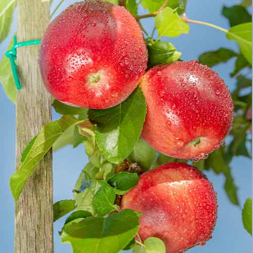 Jabloň (columnar) Carneval obrázek 1 artikel 2002