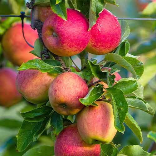 Jabloň (columnar) Fuji obrázek 1 artikel 2003