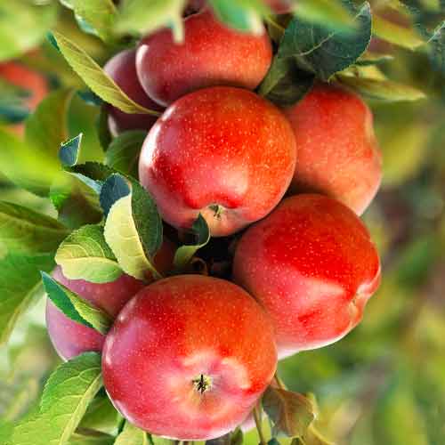 Jabloň (columnar) Gala Lord obrázek 1 artikel 2004