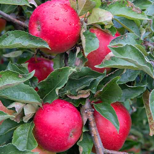 Jabloň (columnar) Mars obrázek 1 artikel 2005