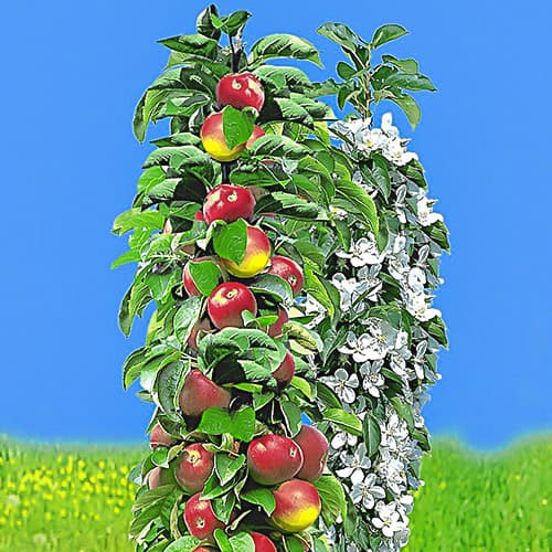 Jabloň sloupovitá Raná, С2 obrázek 1 artikel 1932