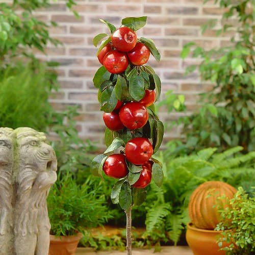 Jabloň sloupovitá Red River, С2 obrázek 1 artikel 1951