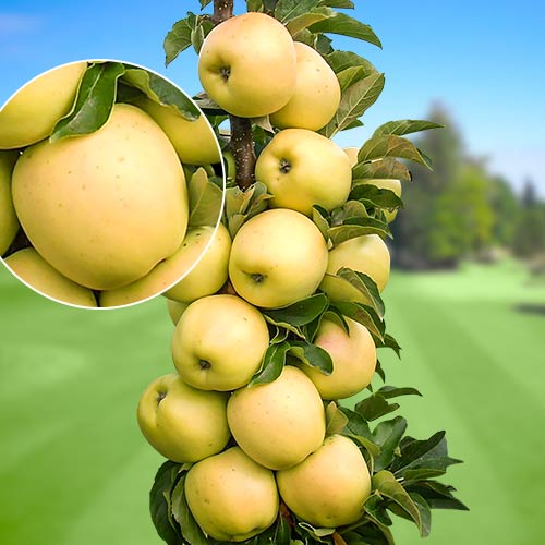 Jabloň sloupovitá StarGold® obrázek 1 artikel 1643