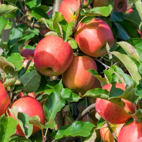 Jabloň Tramin artikel fotografie 1 Jabloň Tramin obrázek 1 artikel 4854