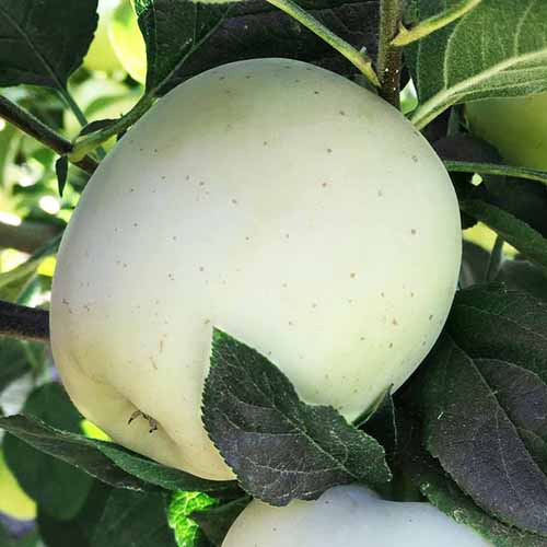 Jabloň Willow obrázek 1 artikel 4855