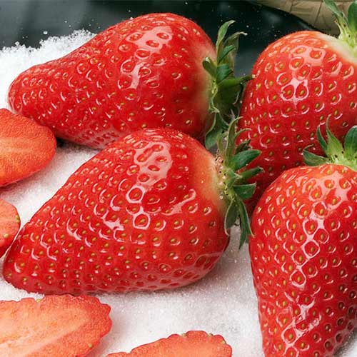 Jahoda Alba obrázek 1 artikel 5391